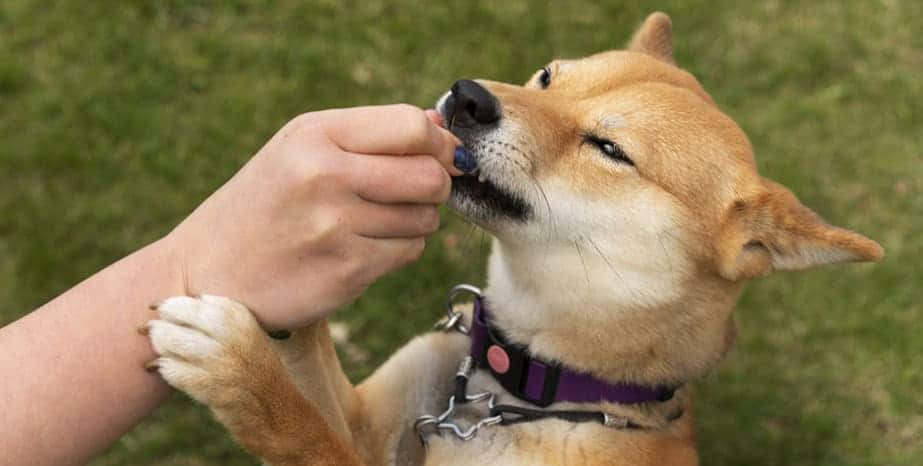 Animal Attack