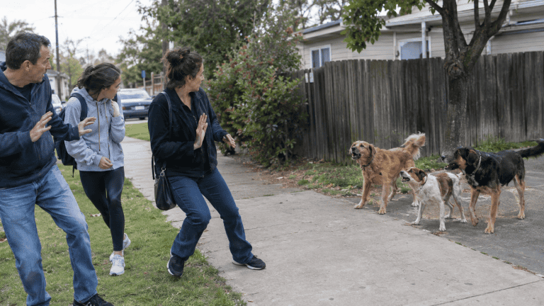 What Should I Do After a Pack of Dogs Attacks Me?